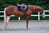 Cheeks (Paint Horse) en vente