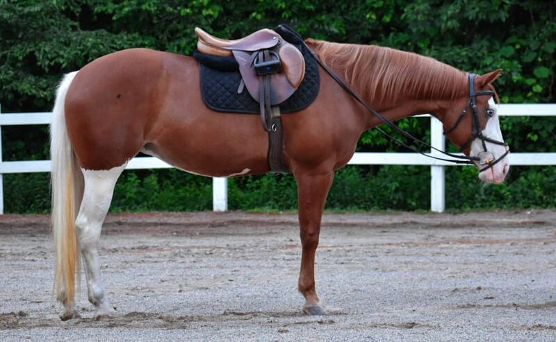 Cheeks (Paint Horse) en vente