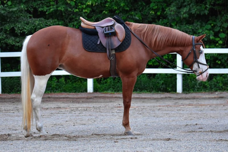 Cheeks (Paint Horse) en vente