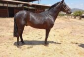 Incisivo, Caballo topeando de muy buena estructura