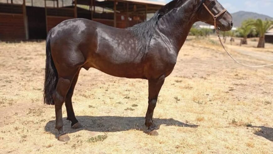 Incisivo, Caballo topeando de muy buena estructura