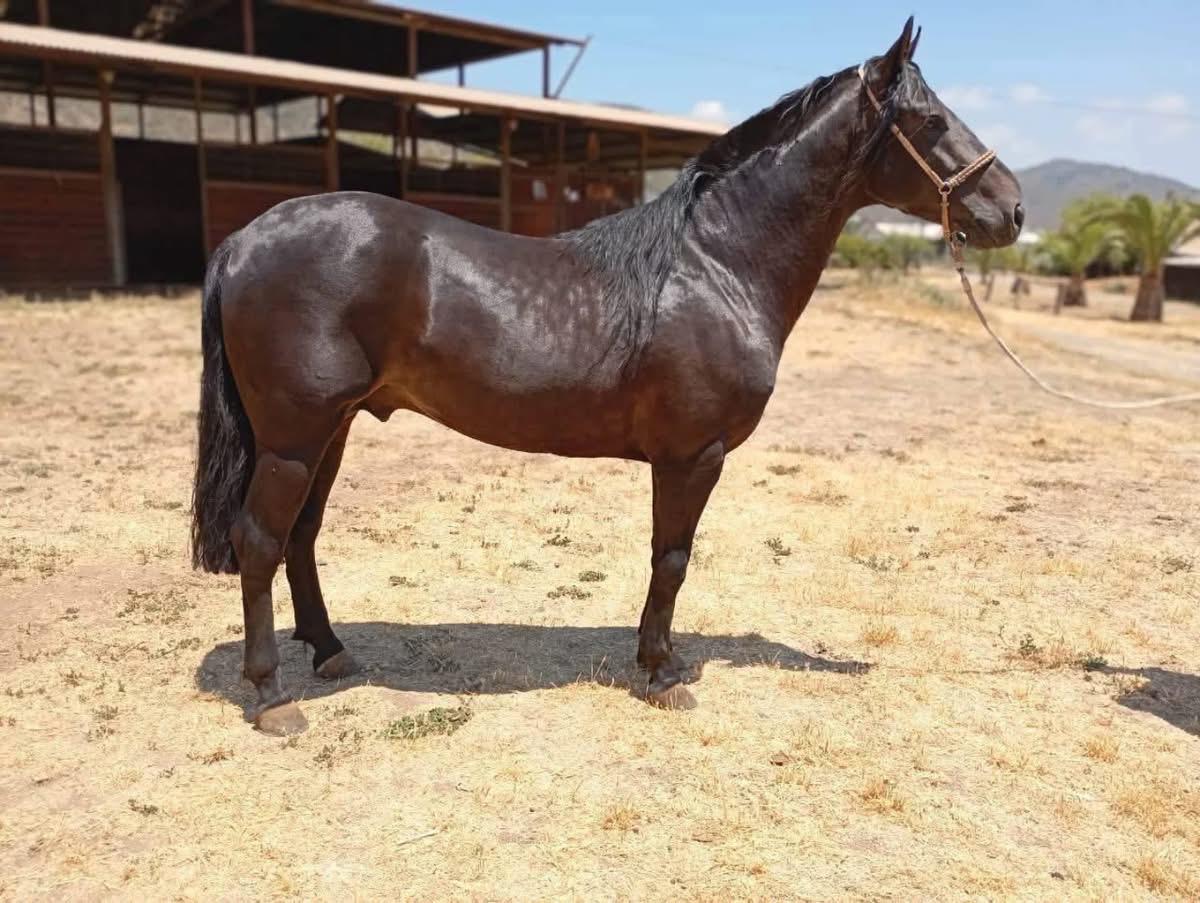 Incisivo, Caballo topeando de muy buena estructura