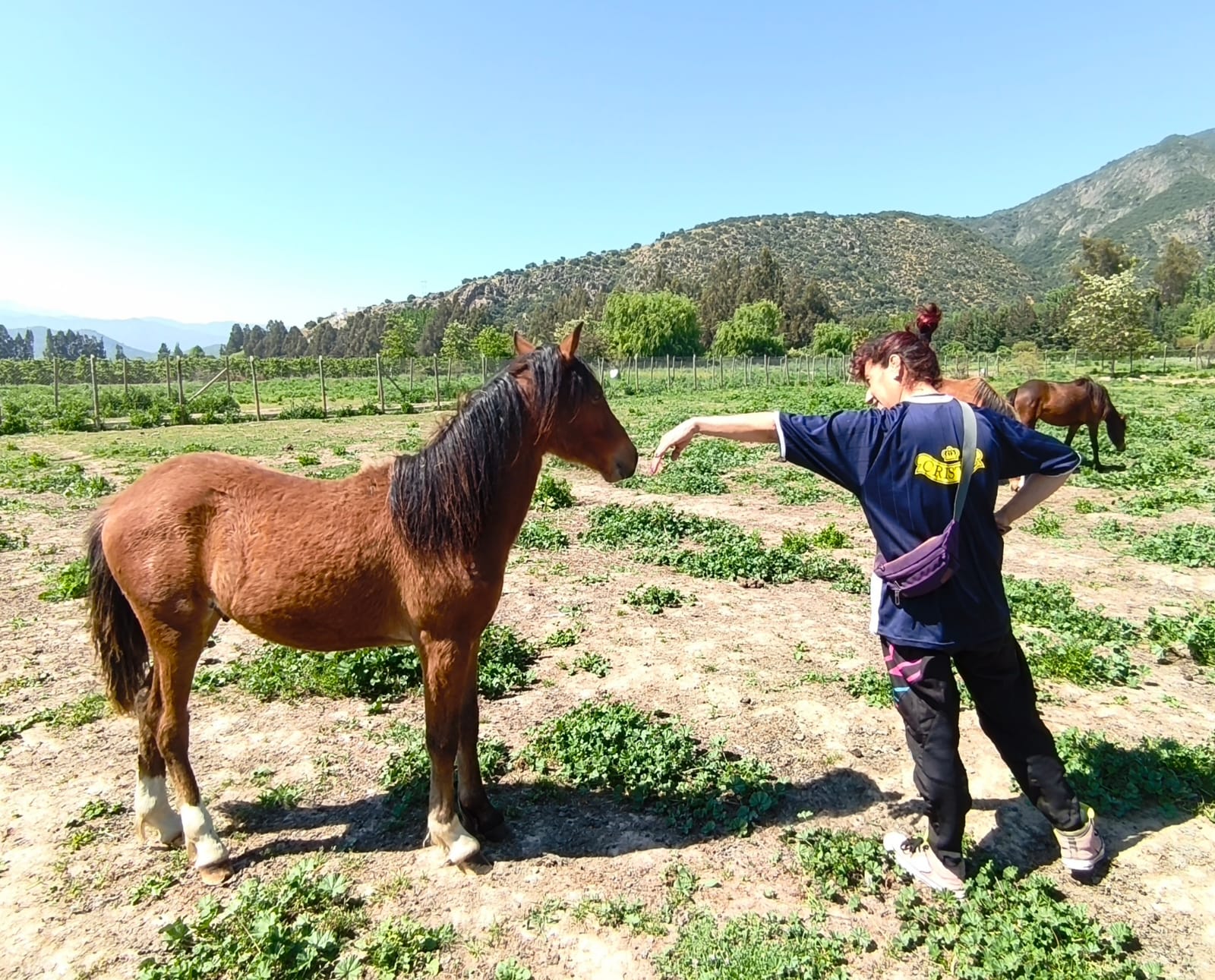 Venta Caballos Chilotes por cierre criadero