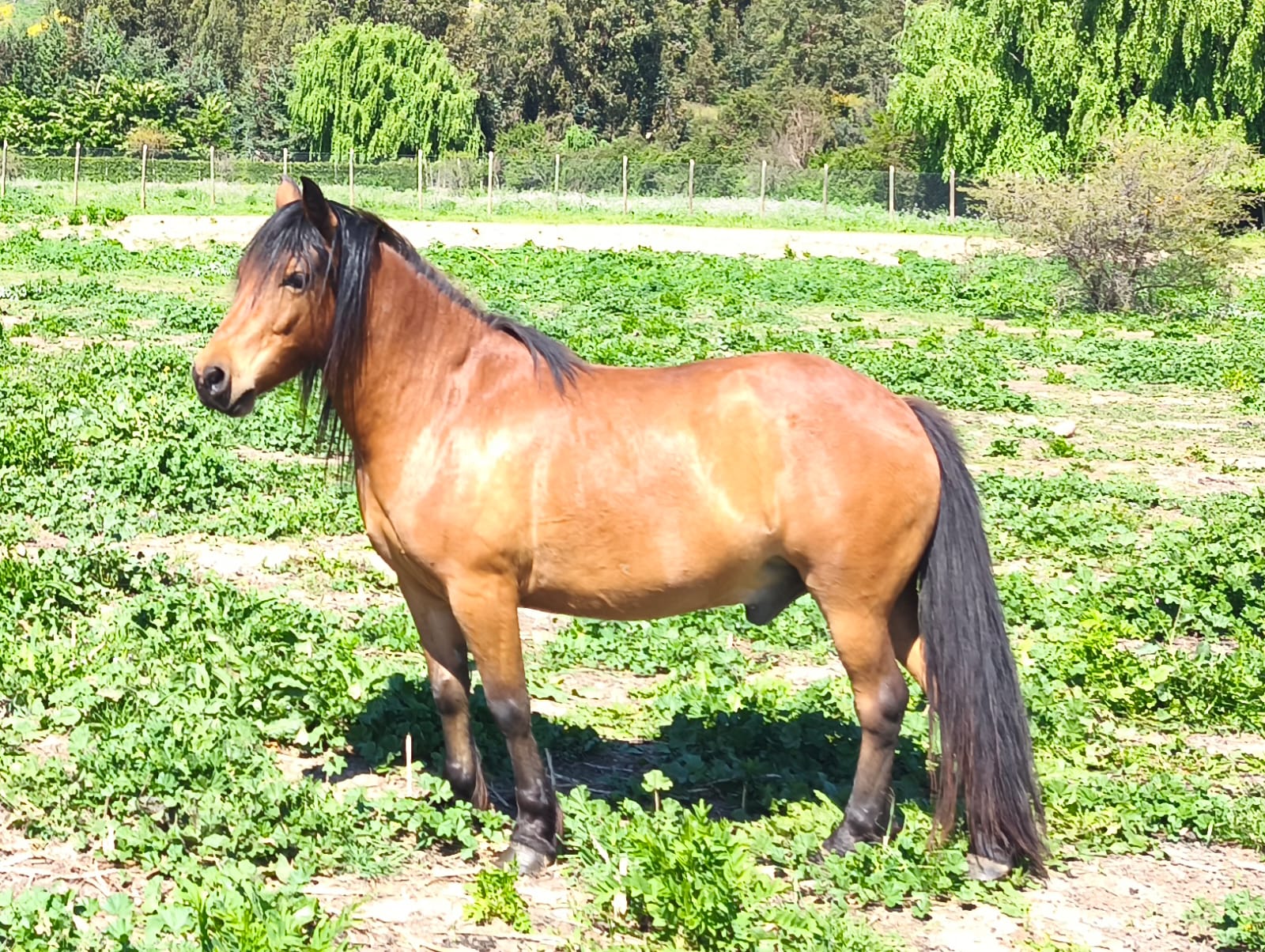 Venta Caballos Chilotes por cierre criadero