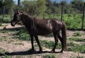 Venta Caballos Chilotes por cierre criadero