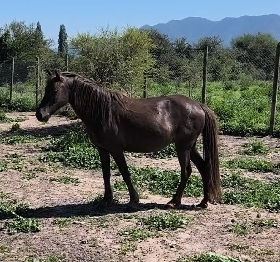 Venta Caballos Chilotes por cierre criadero
