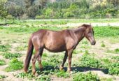 Venta Caballos Chilotes por cierre criadero
