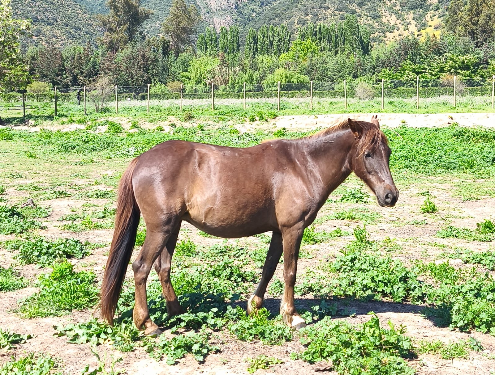 Venta Caballos Chilotes por cierre criadero