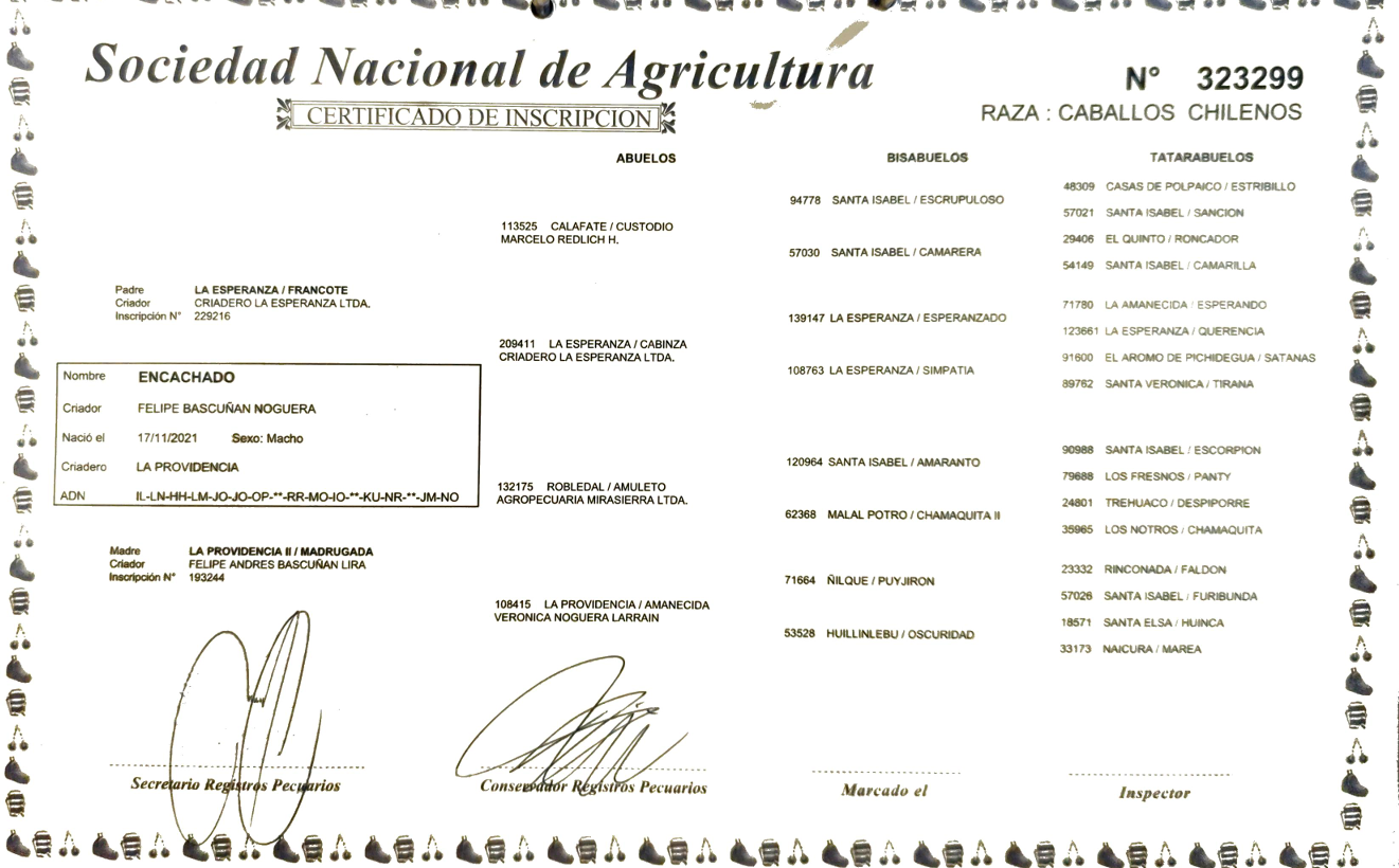 Encachado – Criadero La Providencia