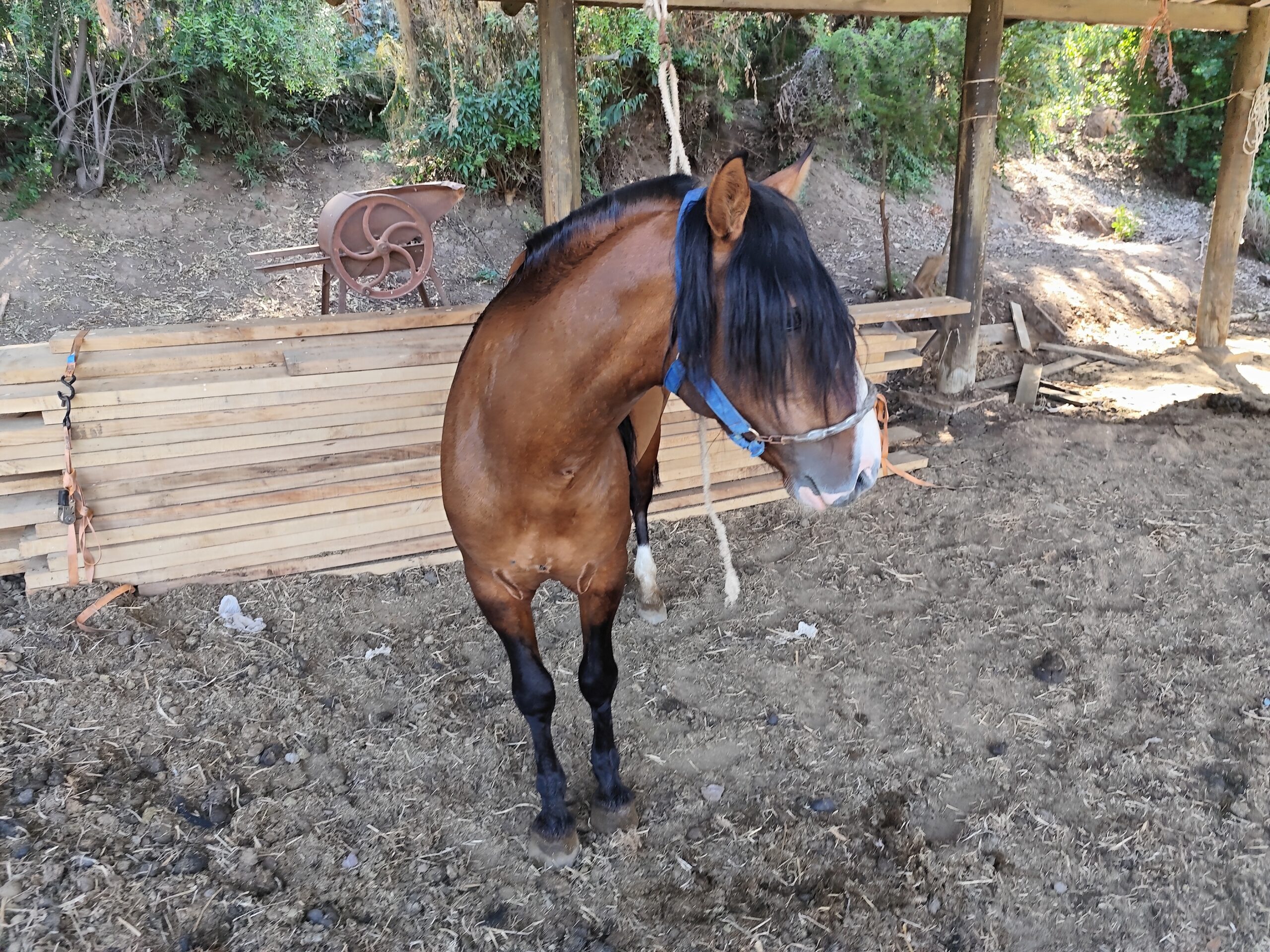 Encachado – Criadero La Providencia
