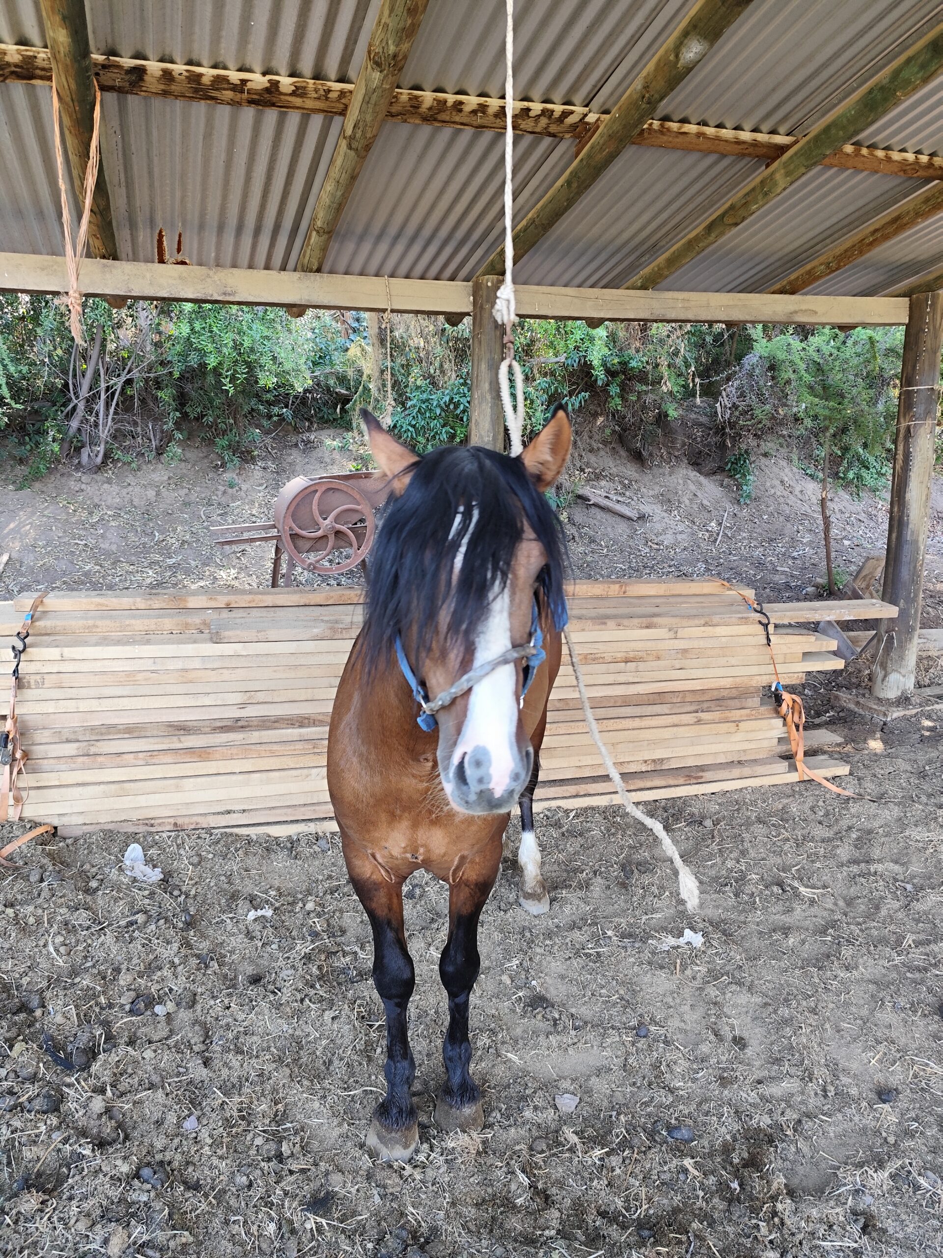 Encachado – Criadero La Providencia