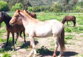 Venta Caballos Chilotes por cierre criadero