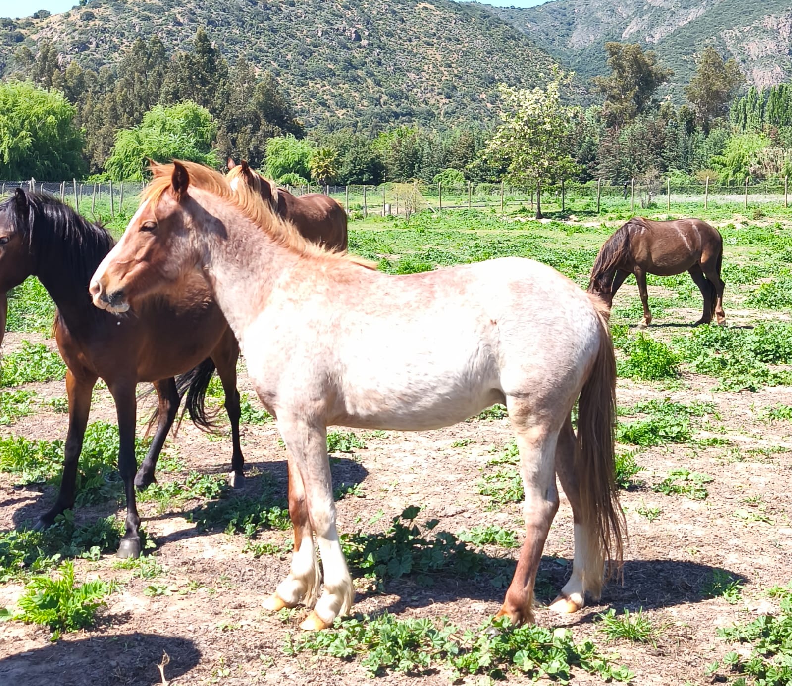 Venta Caballos Chilotes por cierre criadero