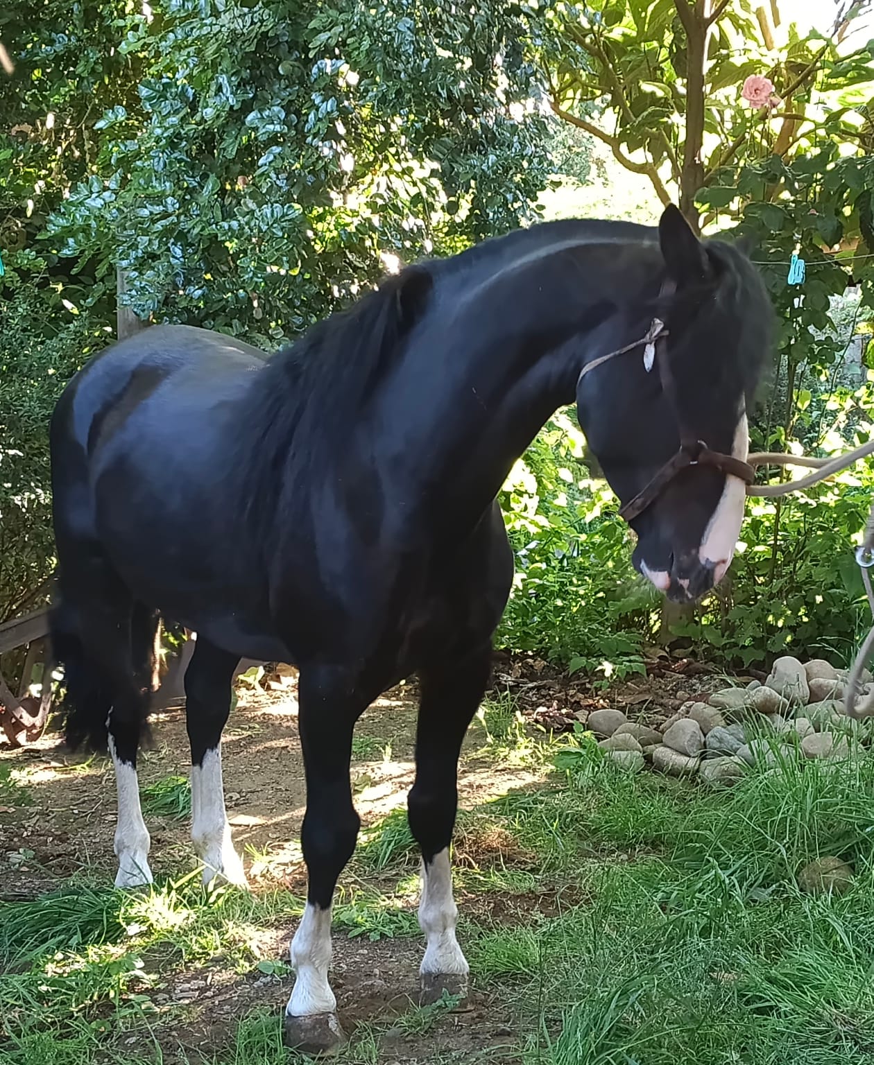 SE VENDE POTRO CHILENO