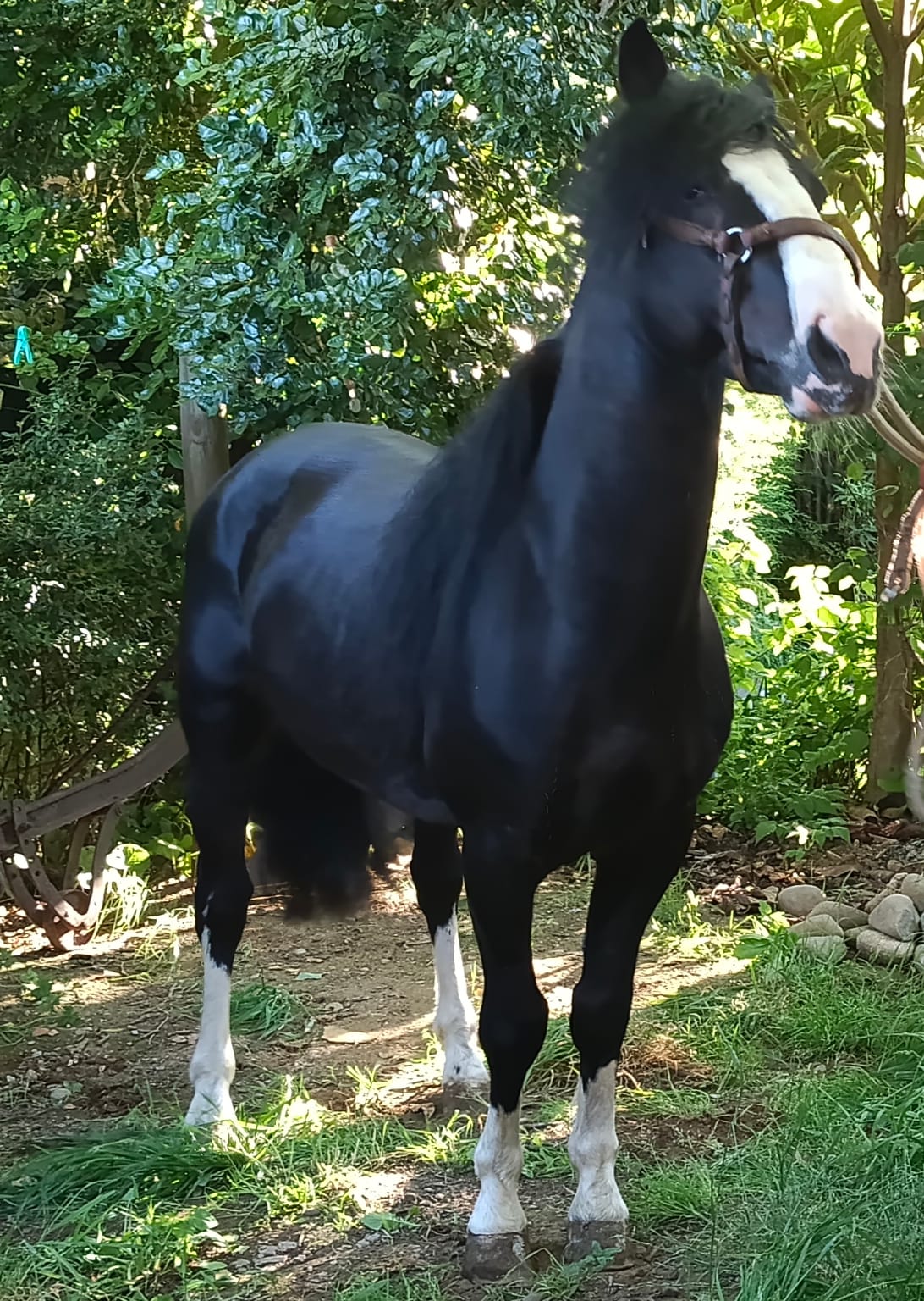 SE VENDE POTRO CHILENO