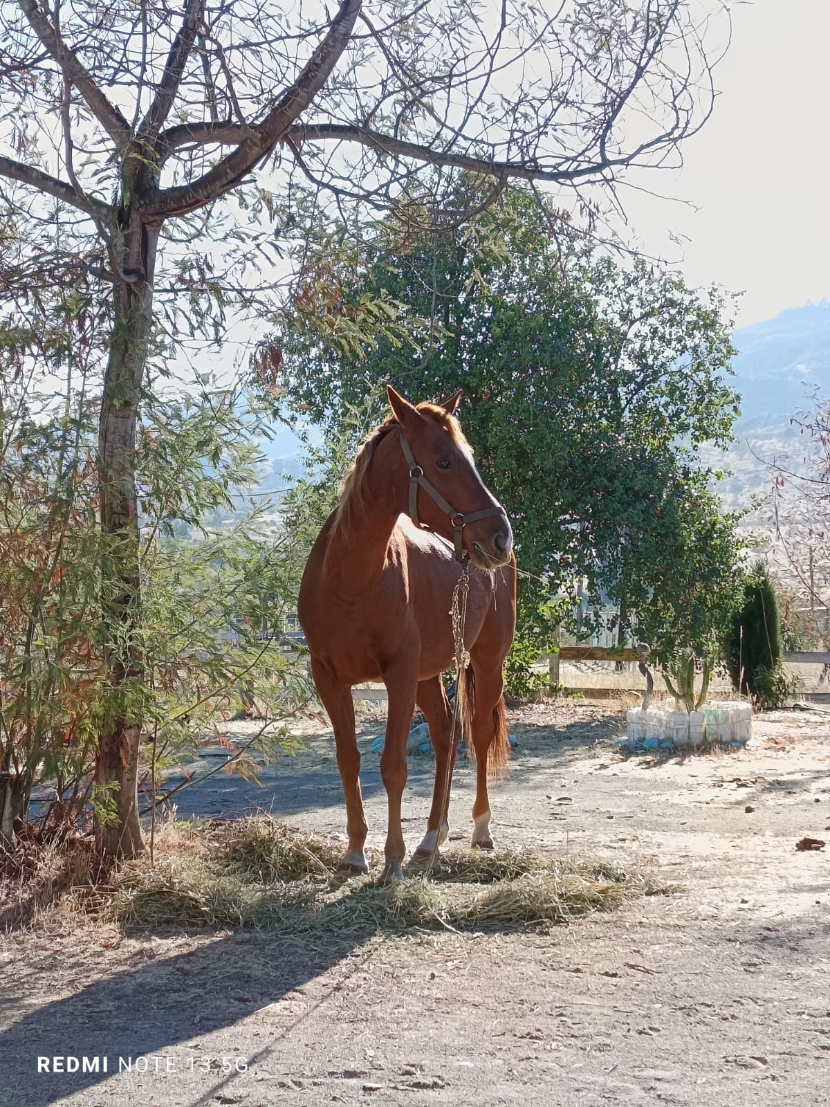 Vendo Caballo Anglo-Arabe