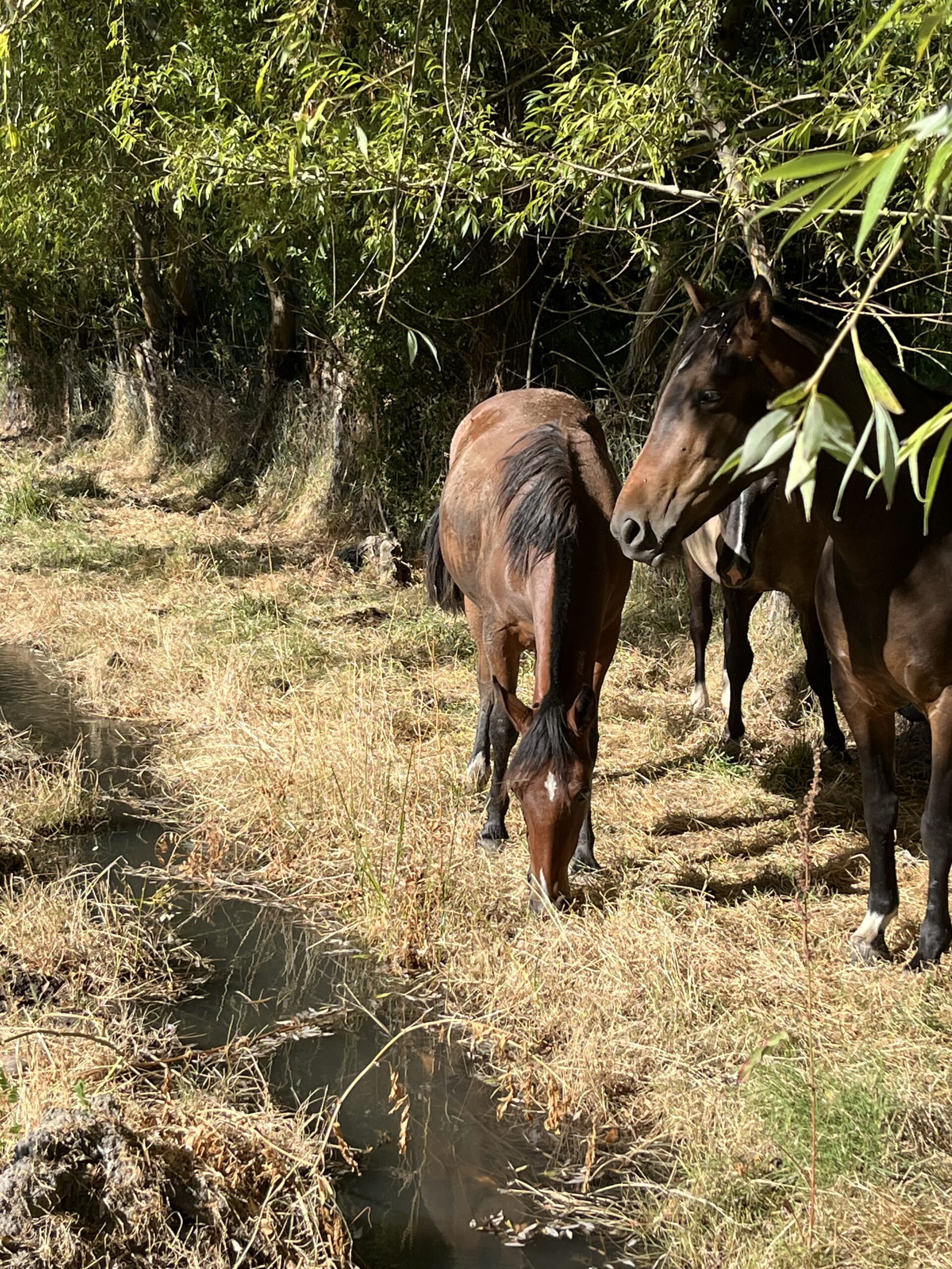 Potranca 1 año 8 meses