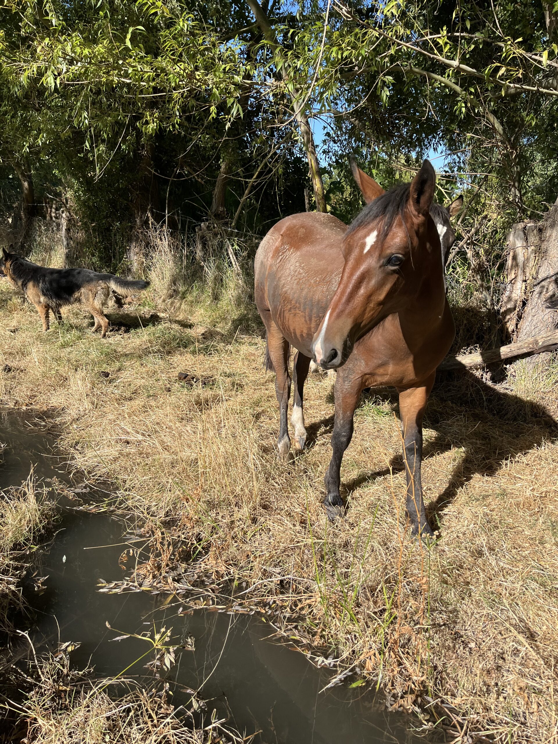 Potranca 1 año 8 meses
