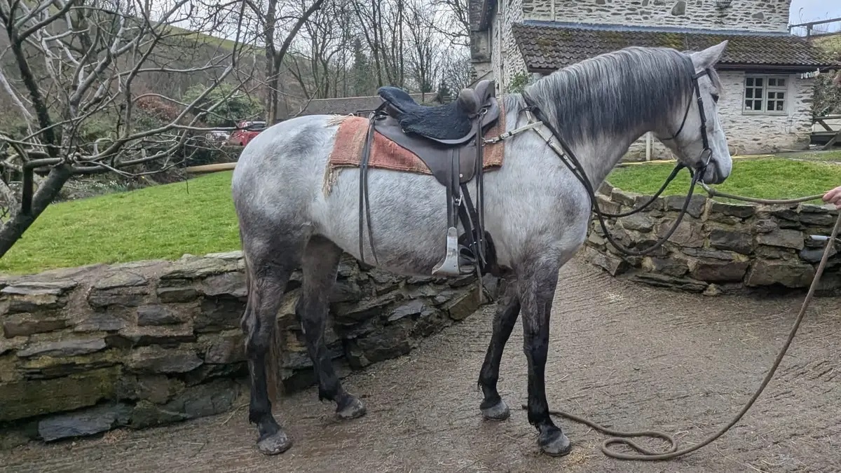 Beautiful Lisa (Andalusian horse)