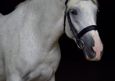 friesian-horses-mare-5years-15-1-hh-gray-showhorses-trailhorses-carriagehorses-dressagehorses-rochester_5f9ec26a-530d-4b20-8538-a67326da3423
