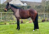 Flashy (Thoroughbred Horse) en vente