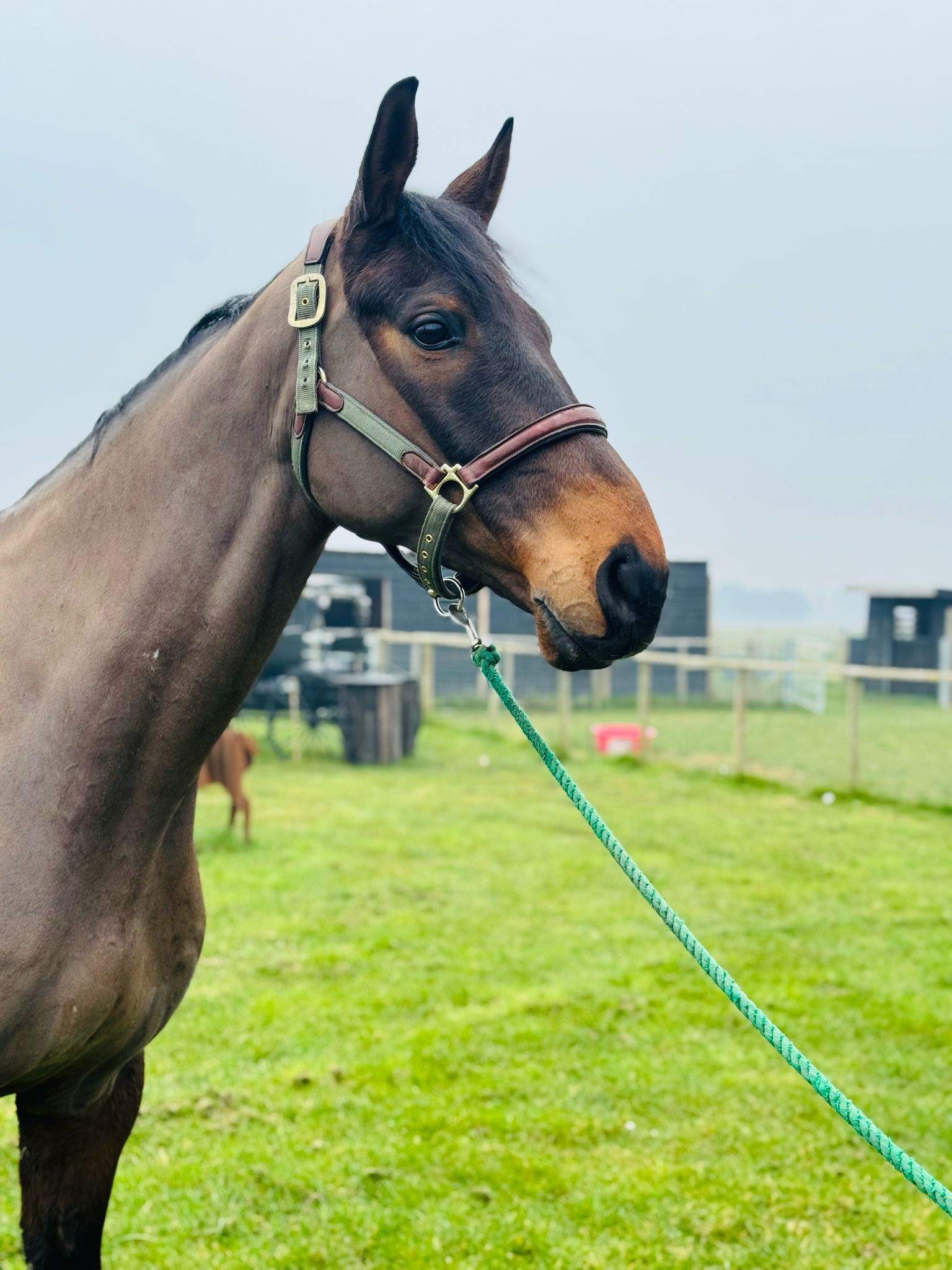 Flashy (Thoroughbred Horse) en vente