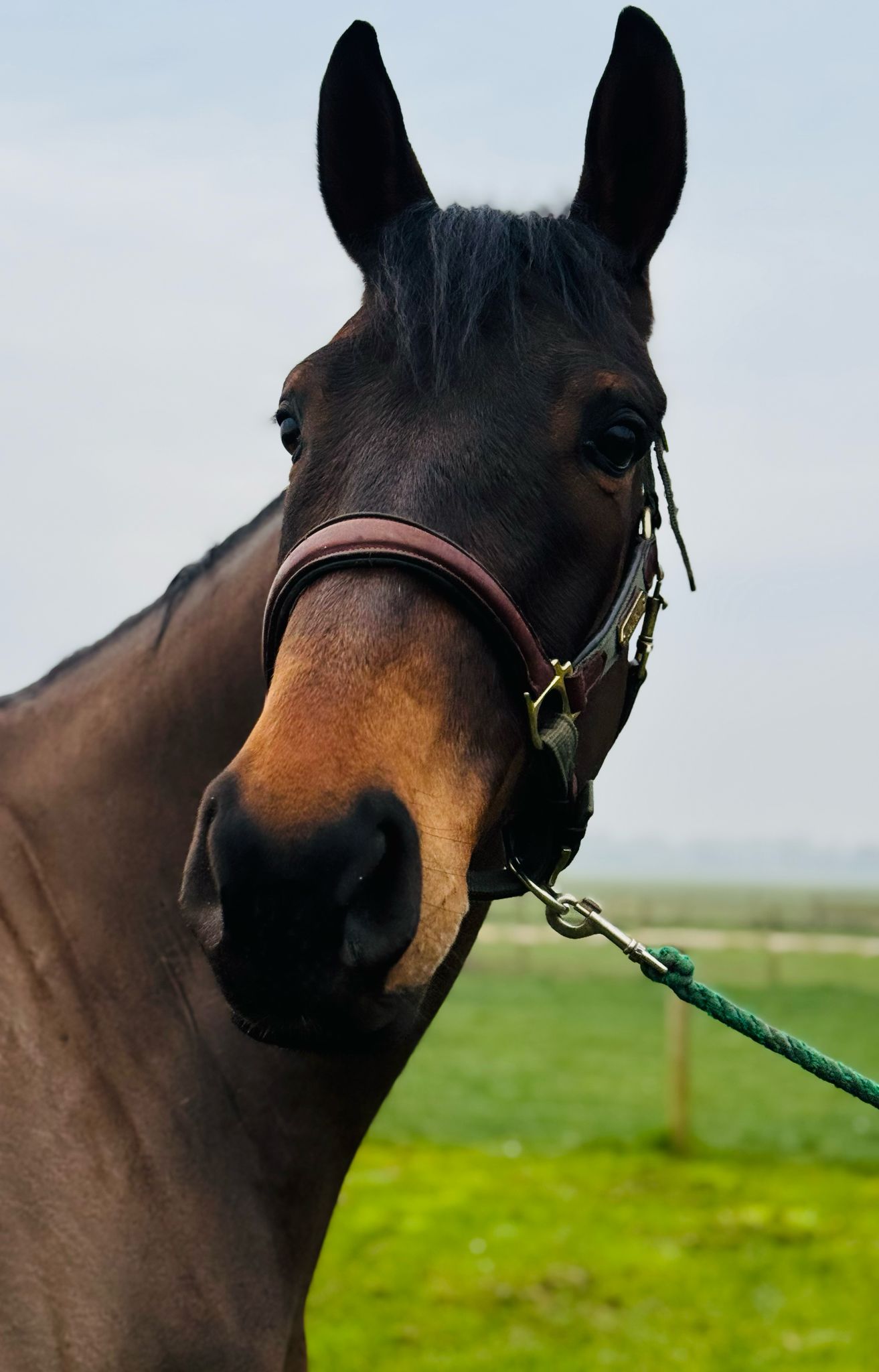 Flashy (Thoroughbred Horse) en vente