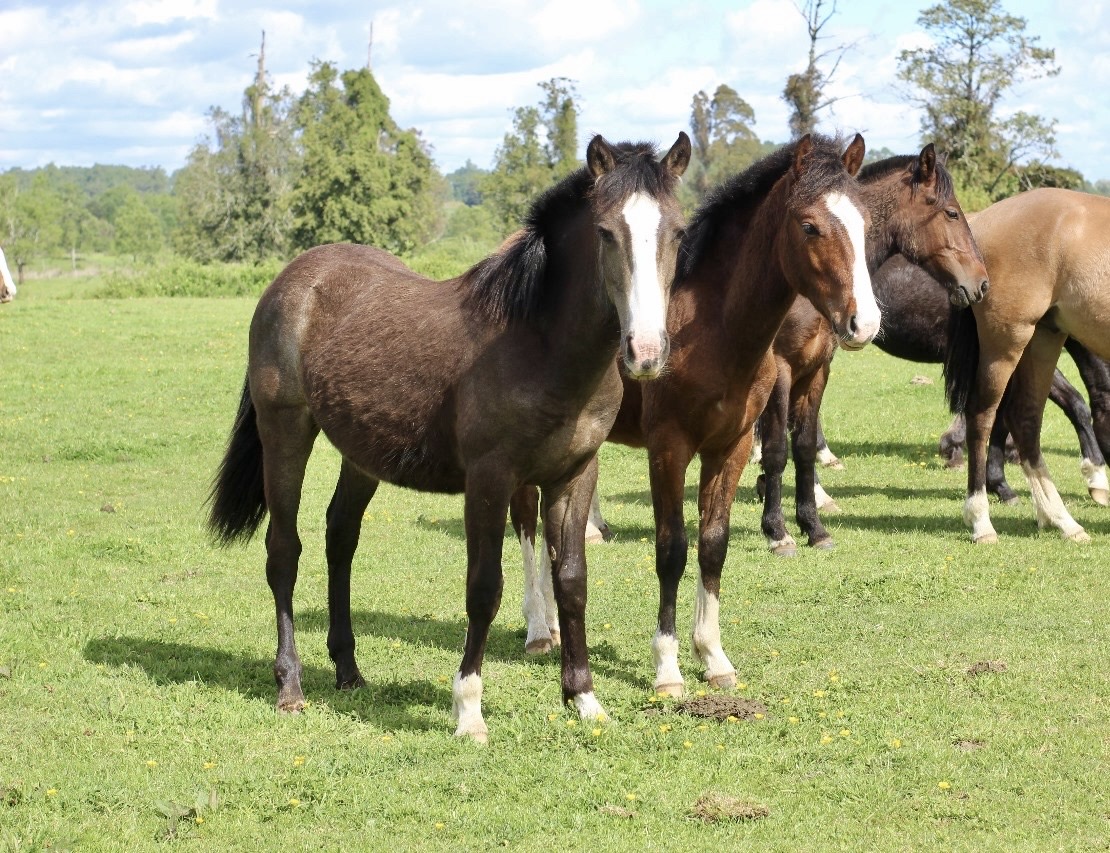 Potrillo coipo de 1 año 3 meses