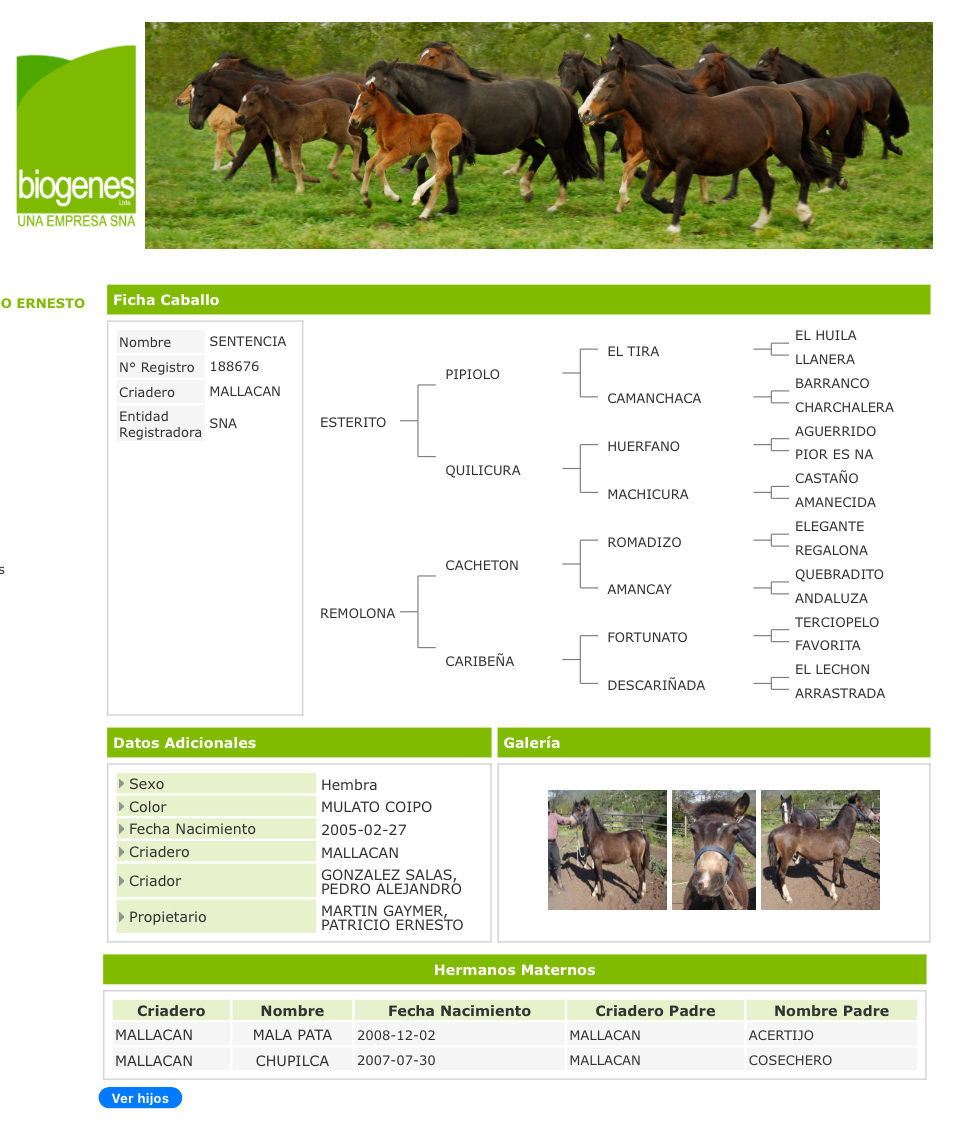 Potrillo coipo de 1 año 3 meses