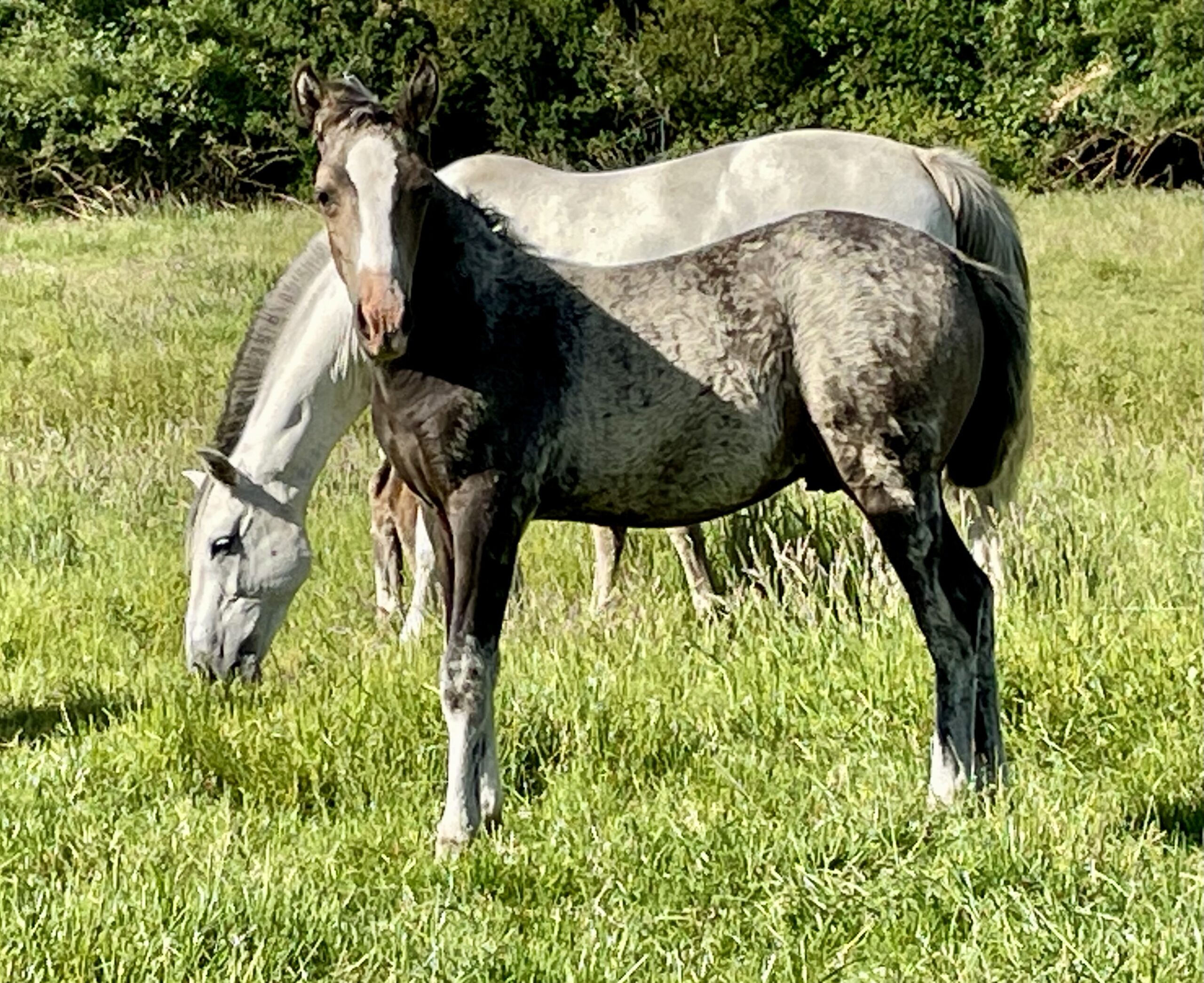 Potrillo coipo de 1 año 3 meses