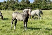 Potrillo coipo de 1 año 3 meses