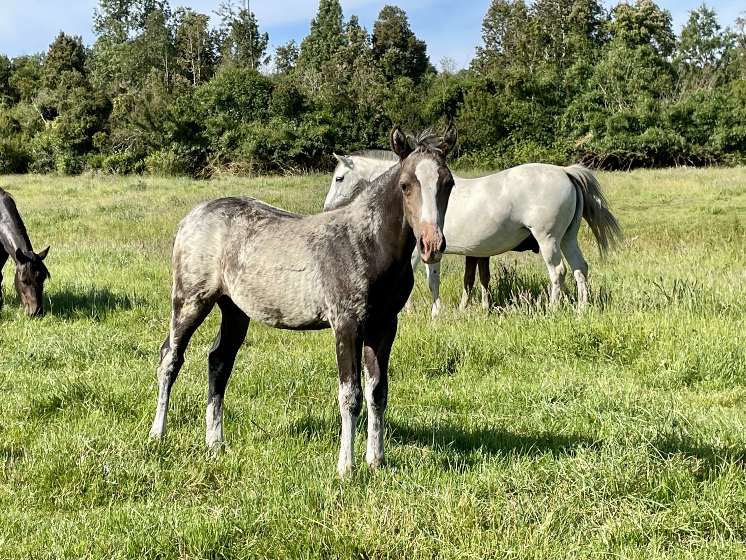 Potrillo coipo de 1 año 3 meses