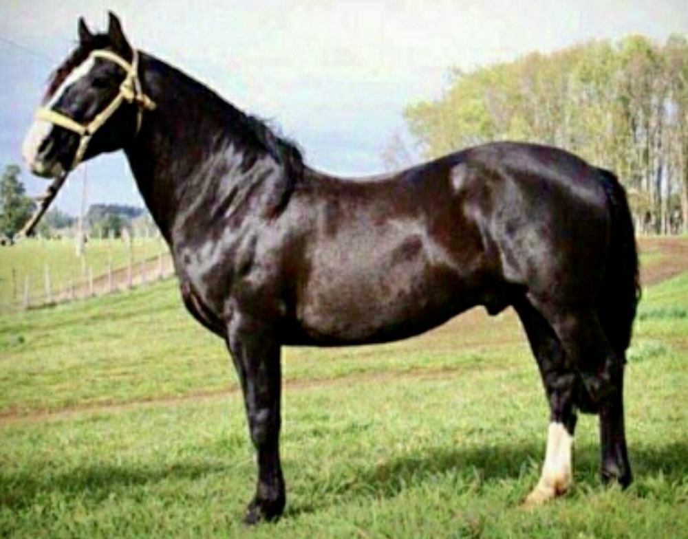 Potrillo coipo de 1 año 3 meses