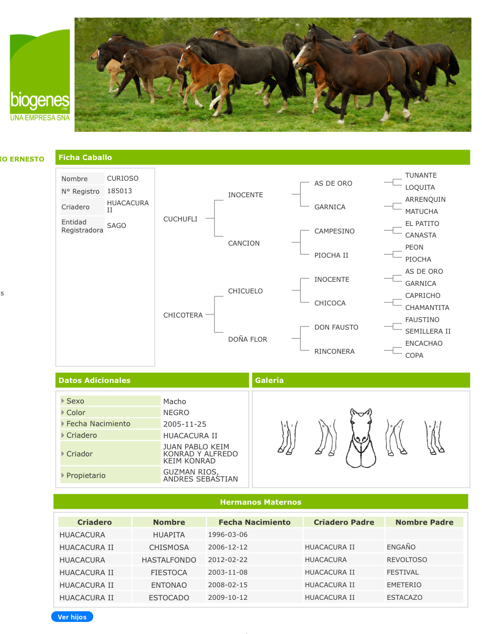 Potrillo coipo de 1 año 3 meses