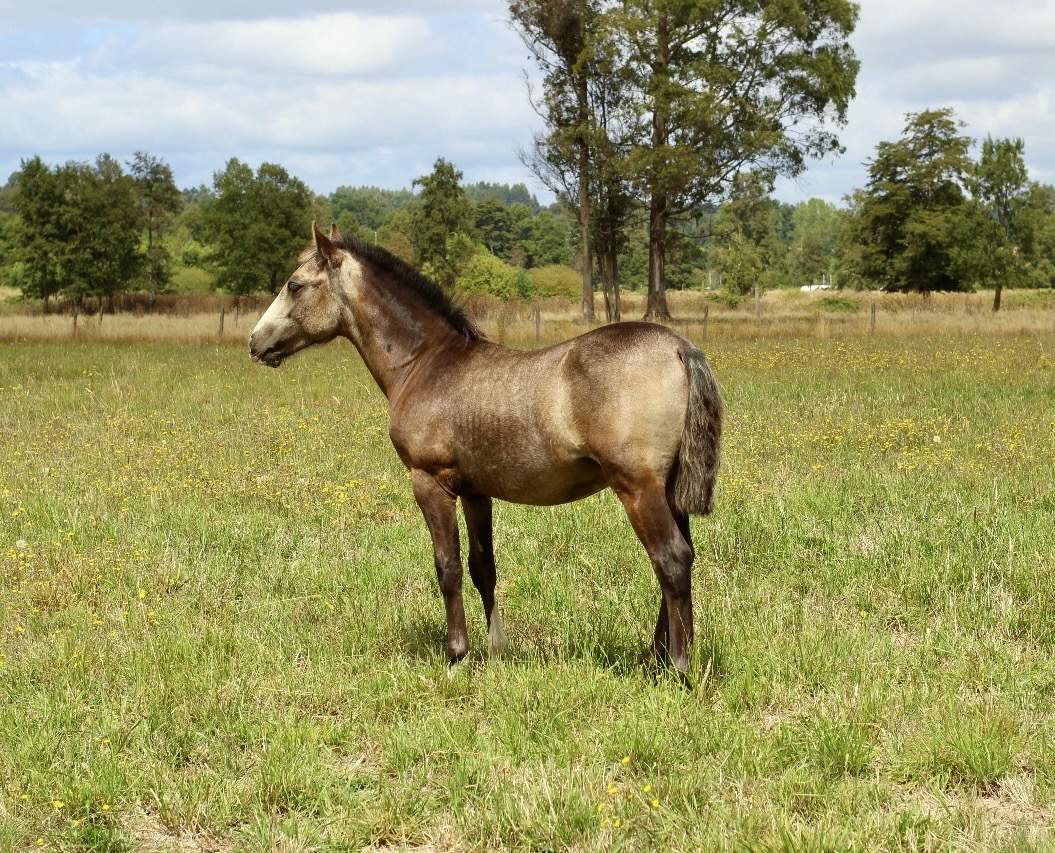 Potrillo coipo de 1 año 3 meses