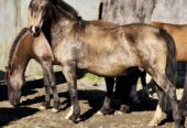 Potrillo coipo de 1 año 3 meses