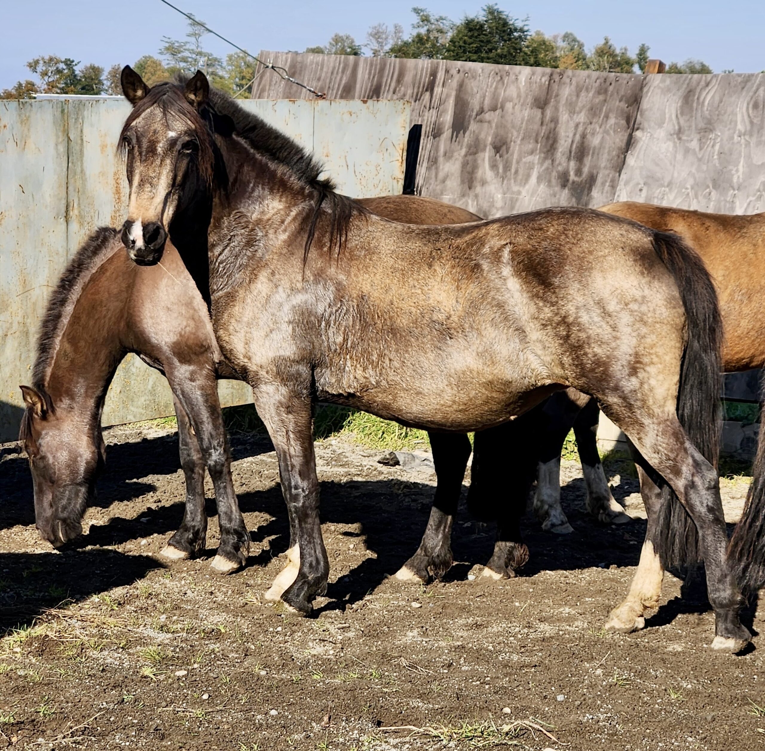 Potrillo coipo de 1 año 3 meses