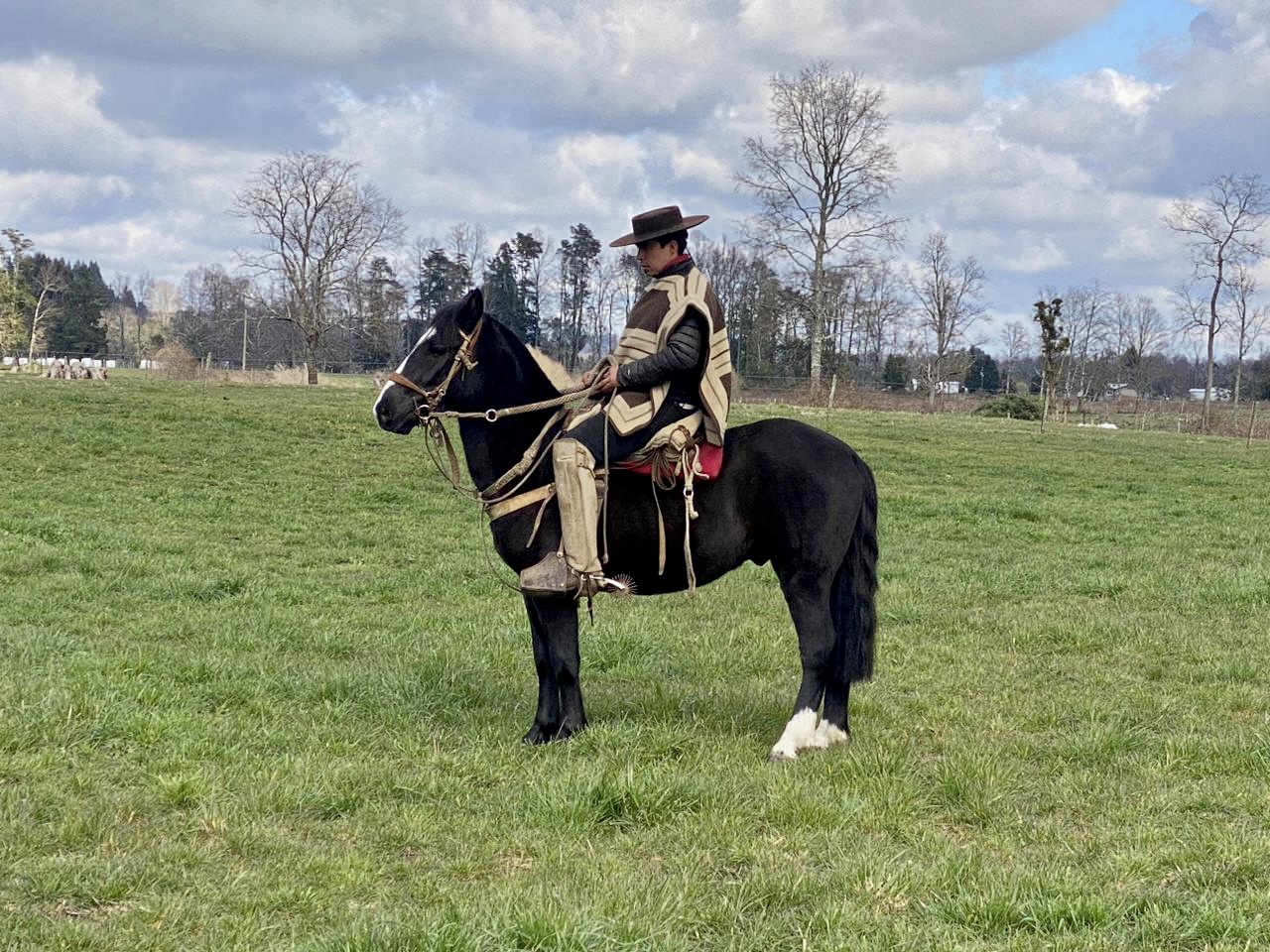 Potros nuevos 4 años