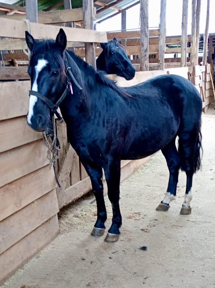 Potros nuevos 4 años