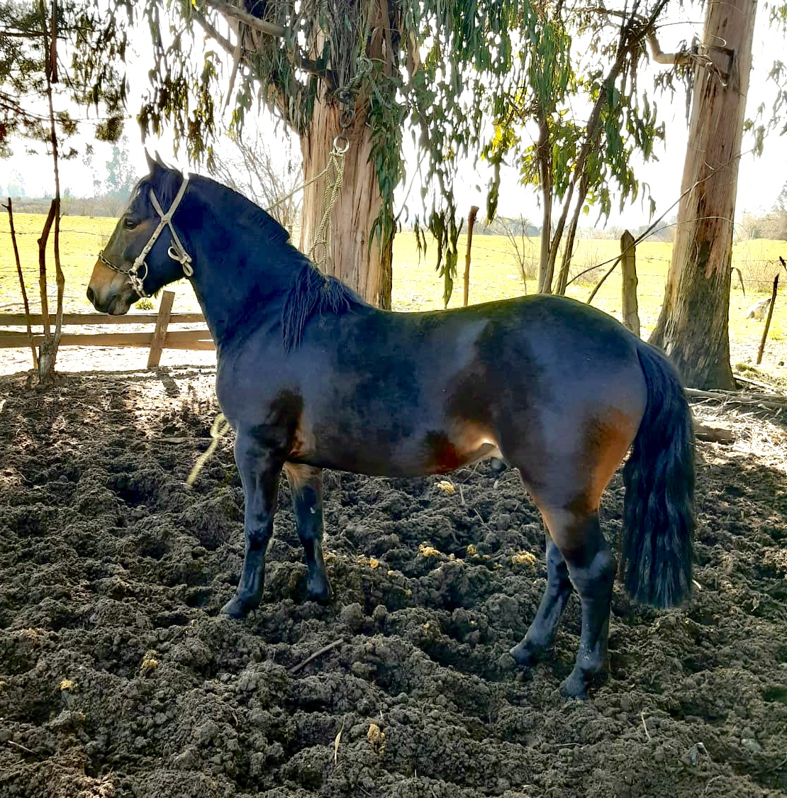 Potros nuevos 4 años