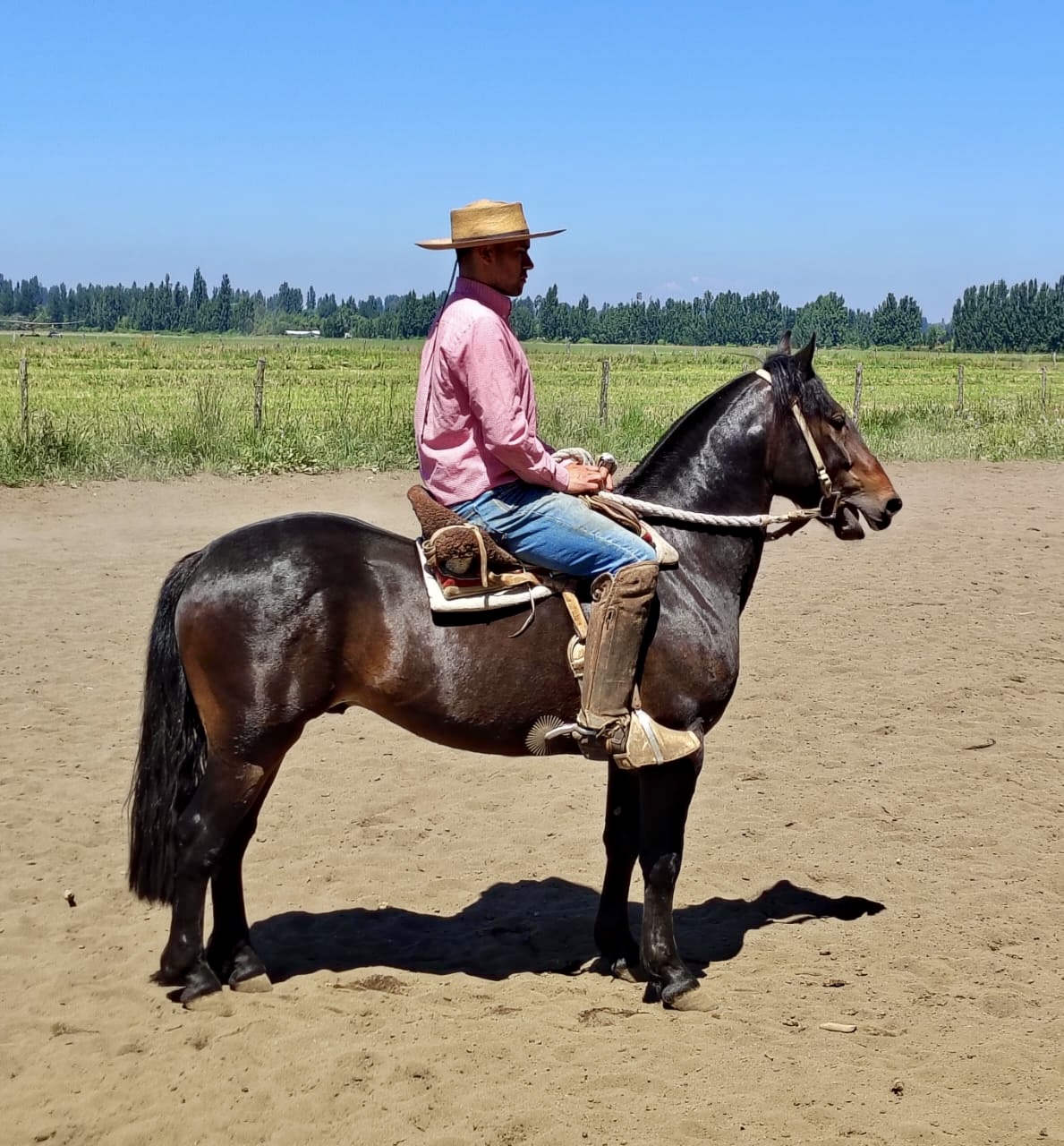 Potros nuevos 4 años