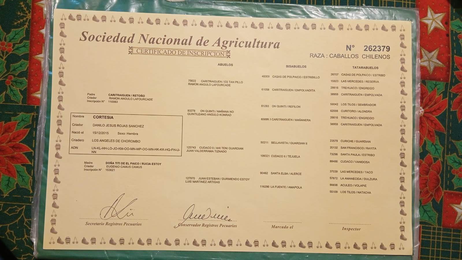 Se vende yegua inscrita hija de Retoño y Rusia Estoy