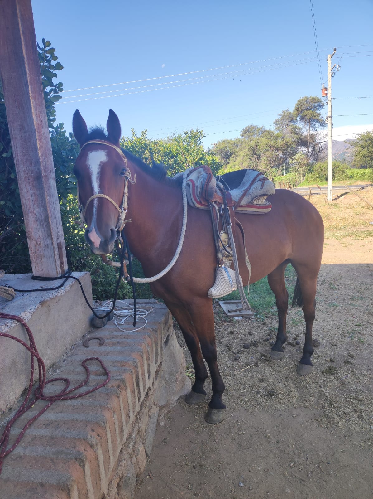 Se vende yegua inscrita hija de Retoño y Rusia Estoy