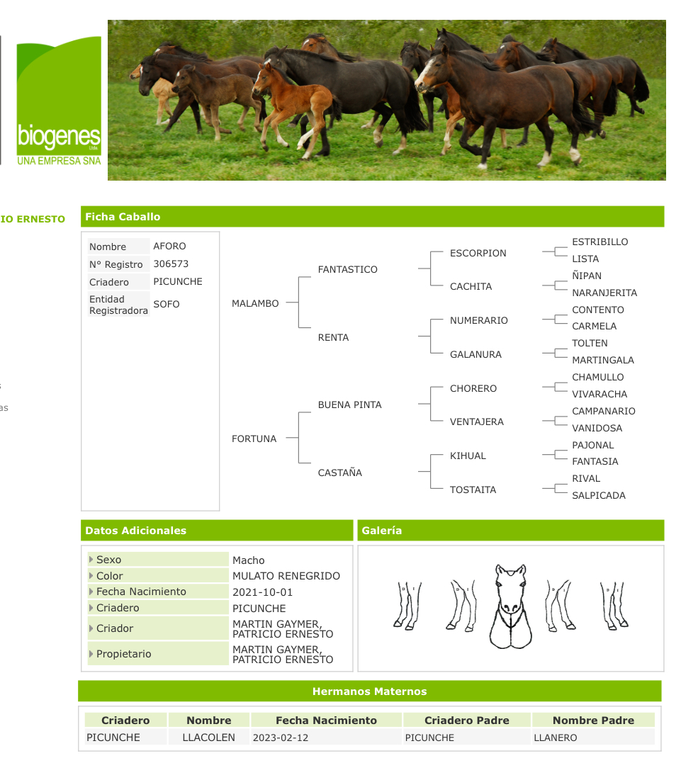 Potros nuevos 4 años