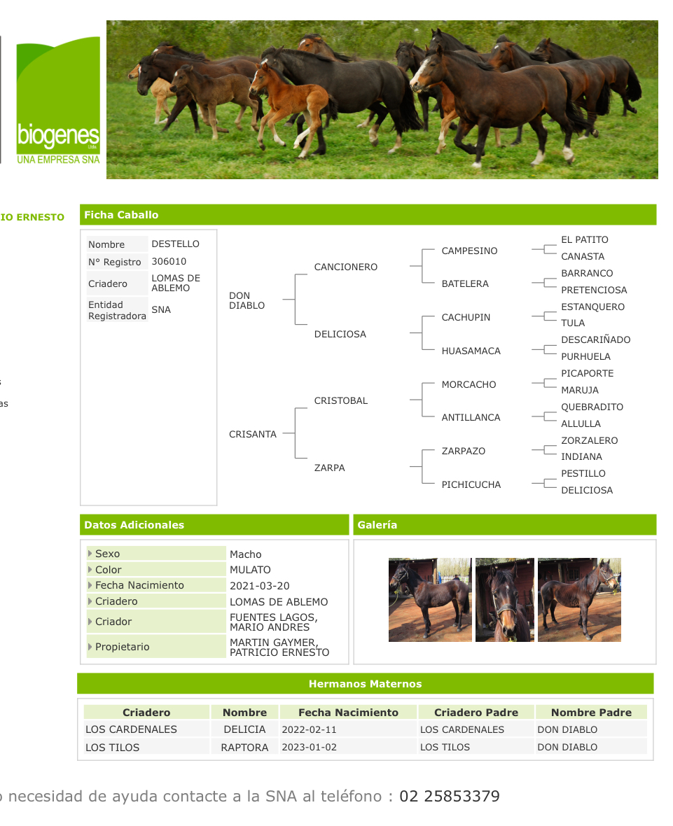 Potros nuevos 4 años