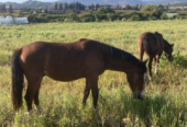 Se vende collera de potrillos y un caballo.