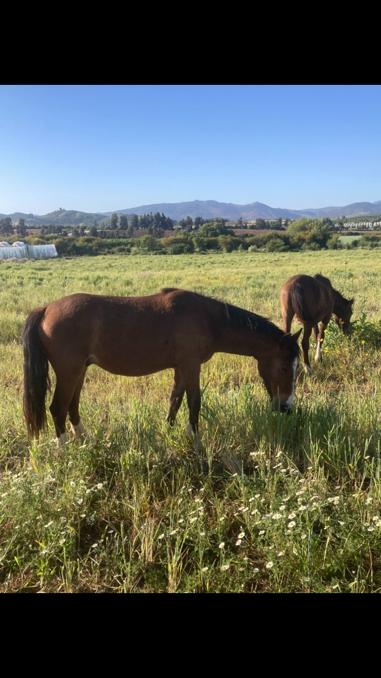 Se vende collera de potrillos y un caballo.