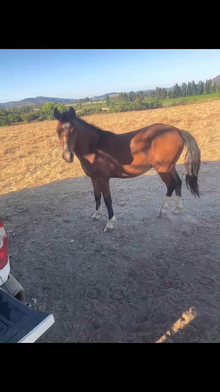 Se vende collera de potrillos y un caballo.