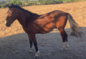 Se vende collera de potrillos y un caballo.