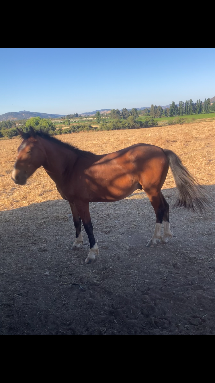 Se vende collera de potrillos y un caballo.